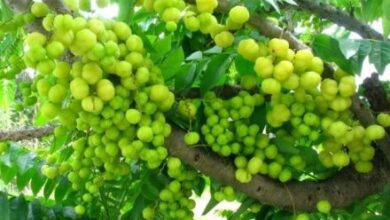 Bienfaits de l'amla pour le corps, la peau et les cheveux