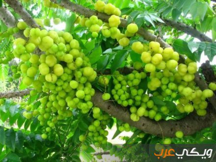 Bienfaits de l'amla pour le corps, la peau et les cheveux